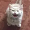 kim - @kimsilk_ - TikTok