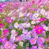 Silk Kim Chang - @silk.kim.chang - TikTok