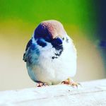 Sparrow - @_kim_sparrow - Instagram
