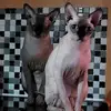 kimfaithsquires - @kimfaithsquires - TikTok