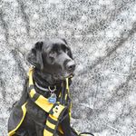 Kim Stanton - @abbyspawsforacause - Instagram