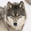 kimstarnes825 - @kimstarnes825 - TikTok