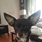 Kim Staton - @gruffythechihuahua - Instagram