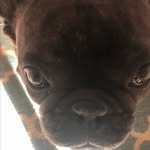 Kimberly McDonald Strawbridge - @batgirl_pebbles - Instagram