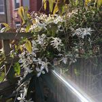 Kim Connor-Streich - @thelondongardeners - Instagram