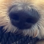 Kim Sutter - @snickervc - Instagram