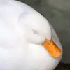 kimtanaka__ - @kimtanaka__ - TikTok