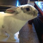 Kim Tarter - @crazy_rabbit_lady_kim - Instagram