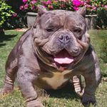 Kim Taylor - @ebfkennel - Instagram