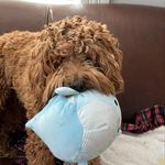 Kim Temple McCarty - @lovegumbodog - Instagram