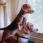 Kim Tenney - @salisburys_crazy_squirrel_lady - Instagram