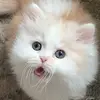 kimtilton206 - @kimtilton206 - TikTok