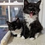 Kim Tozzi - @felinefostersmom - Instagram