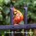 Kim Trost Art &amp; Photography - Facebook