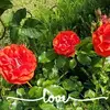 kimvickers862 - @kimvickers862 - TikTok