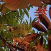 kimsamvongsa - @kimsamvongsa - TikTok