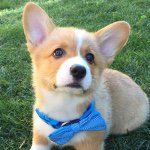 Waldo Kim - @waldokimthecorgi - Instagram