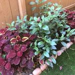 Kim Weimer - @sidneys__mom - Instagram