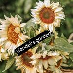 Kim wendel - @wendelsgarden - Instagram