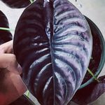 Kim Whitney - @my_plant_life2020 - Instagram