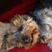 Kim Willoughby - Facebook