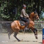 Kim Hinzpeter - @kim_workingequitation - Instagram