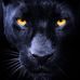 Wolf Kimat - Facebook