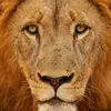 Kimani Johnsonpin702 - @kimanijohnsonpin7 - TikTok