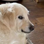 Kimber-lee Walters Adams - @baileys_englishcream - Instagram