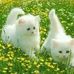 Kimberly Moore - Facebook