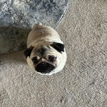 Kimberly Bird-Weed - @raydiance_the_pug - Instagram