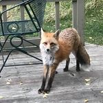 Kimberley J. Morse - @nocturnal8 - Instagram