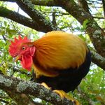 Kimberley Simpson - @whiteybird_the_rooster - Instagram