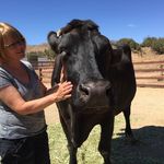 Kimberly Backman - @animalrightsofillinois - Instagram