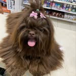 Kim 🐩 - @kimberlychewbacca - Instagram