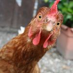 Kim! Kimberly - @kimberly.chicken - Instagram
