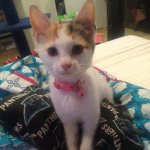 Kimberly Beyoncé Dameron - @kimi_the_kitty - Instagram