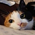 kimberly de vries - @cottage_creationz - Instagram