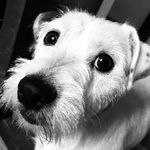 Kimberly Of Eagle Bells - @kimmy_jrt - Instagram