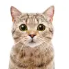 Kimberly Eversole - @kimberly.eversole1 - TikTok