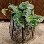 Kimberly Grenier - @floor.of.flora - Instagram