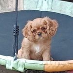 Kimberly Hess - @luvmydogs06 - Instagram