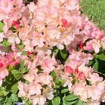 Kimberly Hinrichs - @khh5 - Instagram
