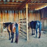 Kimberly Blake Honaker - @kim.honaker - Instagram