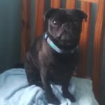 Kimberly Johnston - @kimilovespugsandmonkeys - Instagram