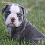 Kimberly Crider-Kiger - @duncan_kiger_bulldogs - Instagram