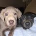 Kimber and Tikka Large Game Recovery - Facebook