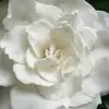 kimberlylepage1 - @kimberlylepage1 - TikTok