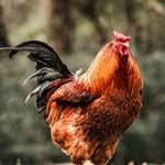 Kimberly Maxey - @rockin_m4_ranch - Instagram