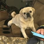 Kimberly Millsaps - @puggy_paradise - Instagram